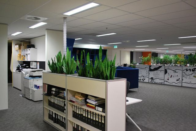 Indoor Office Plants Melbourne
